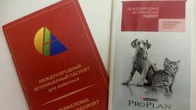 Зачем кошке нужен паспорт в Эксперт